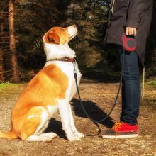 Automatic Pet Leash